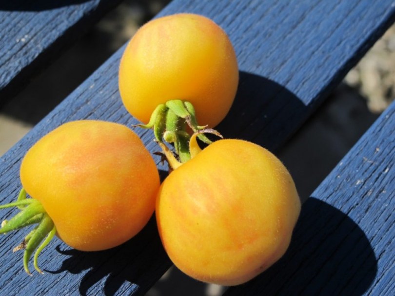 Fuzzy Peach paradicsom - Paradicsom különlegességek az Egzotikus Növények Stúdiója kínálatából